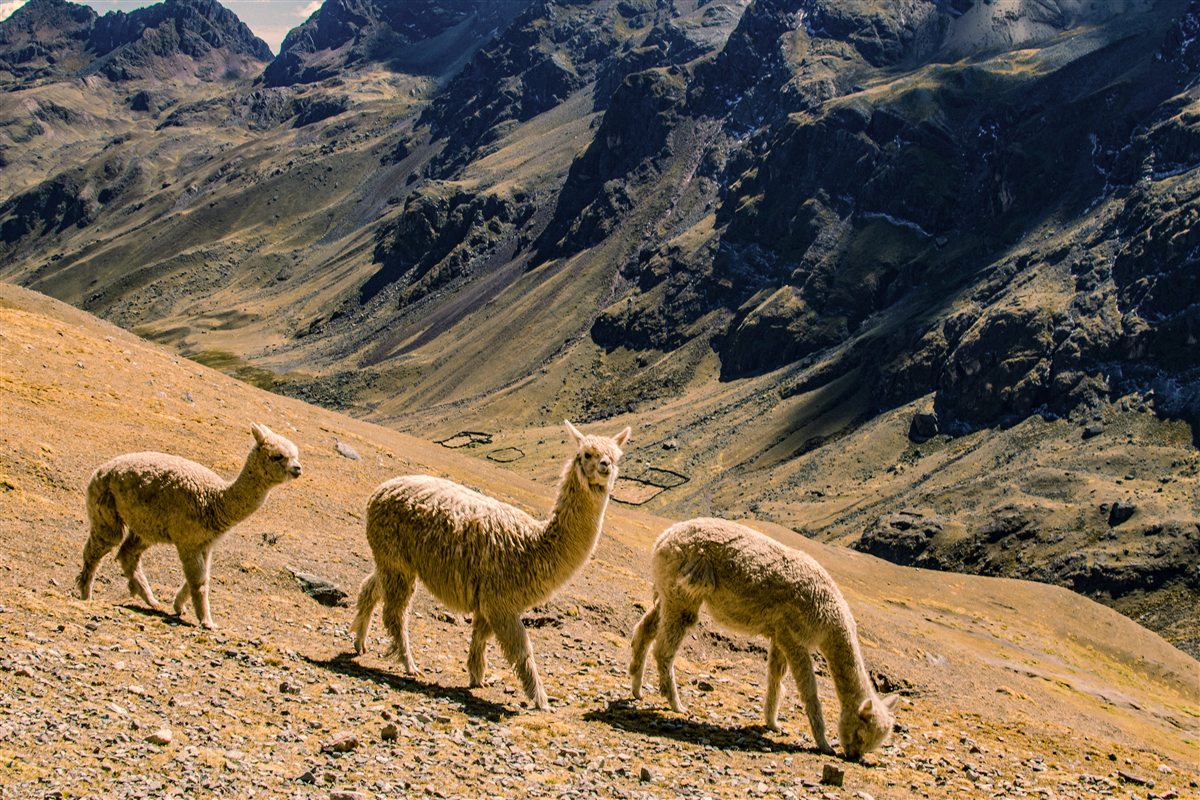 Vicuñas en la puna peruana