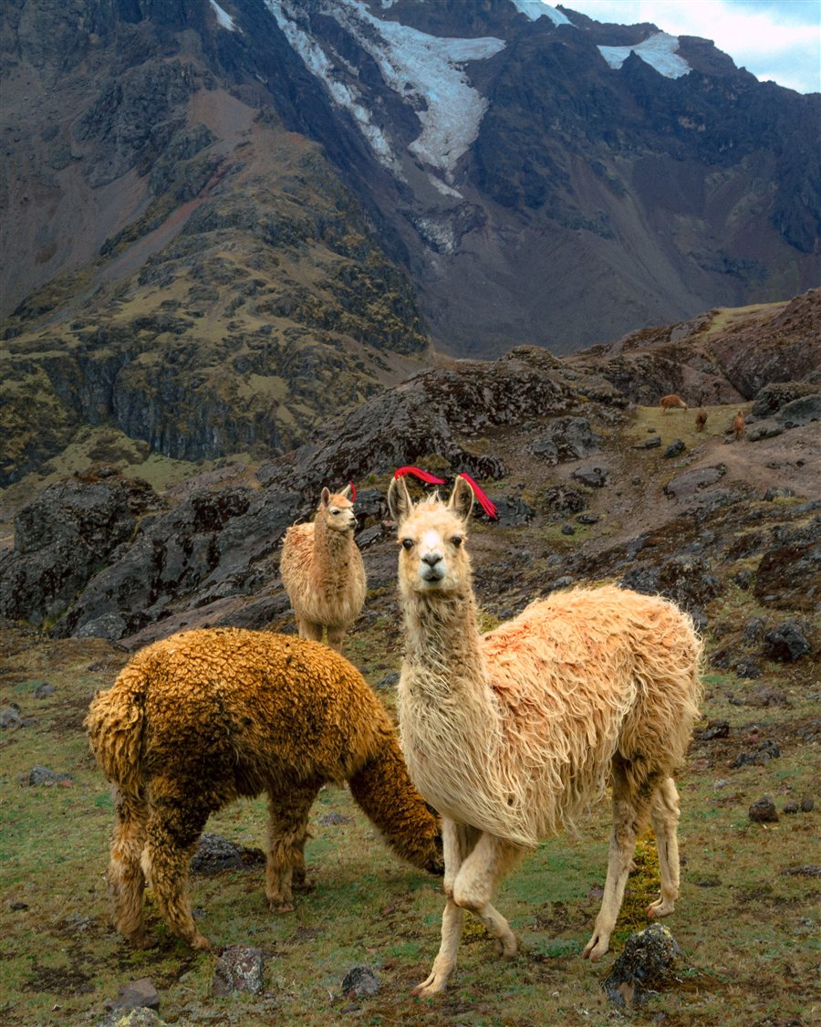 Llamas frente a picos nevados en la cordillera, protagonistas del camino