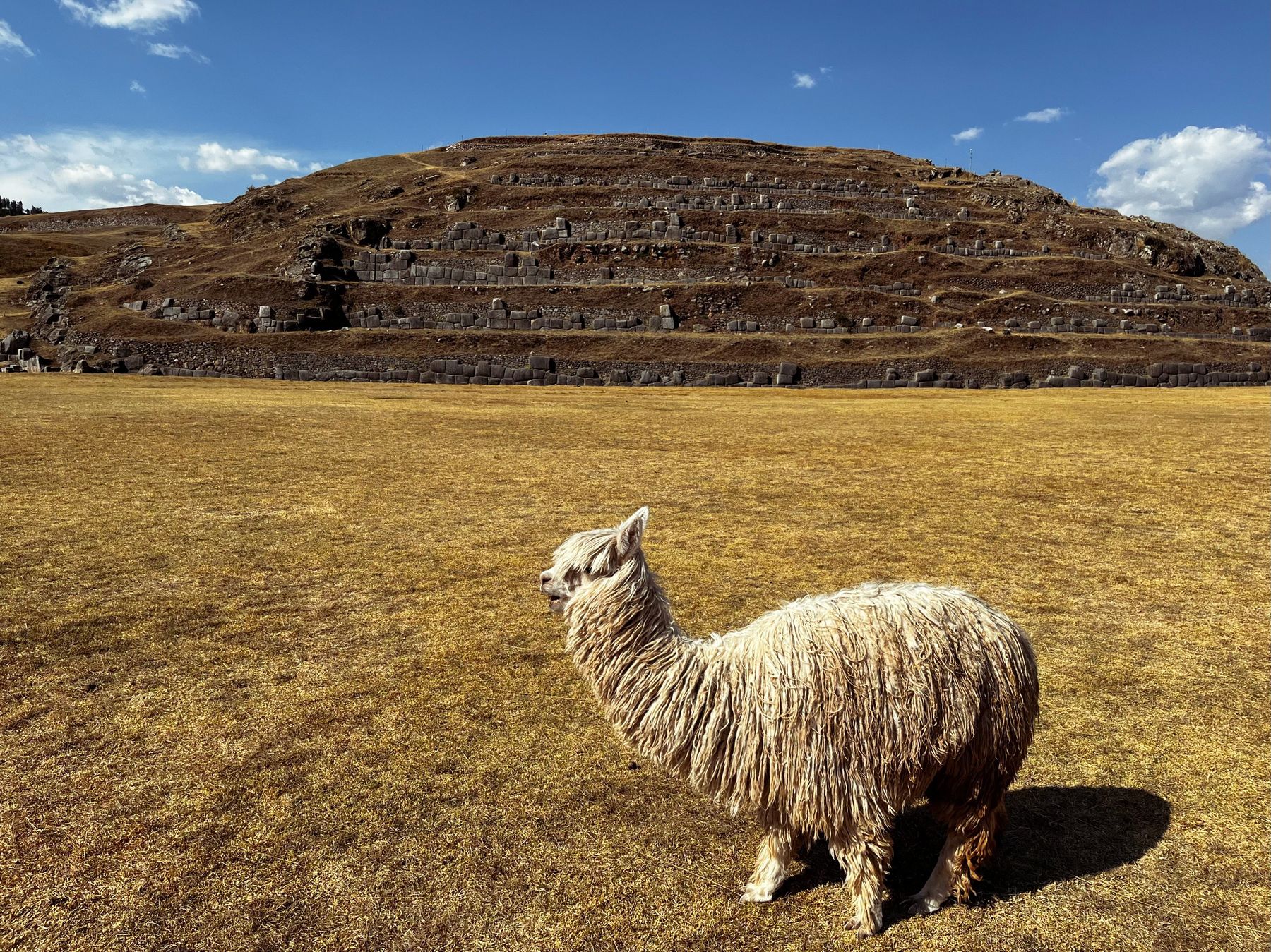 Alpaca frente a las ruinas de Sacsayhuamán, Cusco